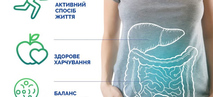 Кишечные бактерии и их роль в восстановлении иммунитета